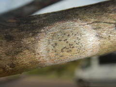 Glyphis scyphulifera