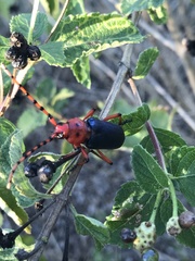 Stenaspis verticalis insignis