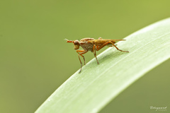 Elgiva solicita