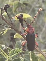 Stenaspis verticalis insignis