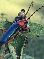 Stenaspis verticalis insignis