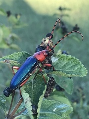 Stenaspis verticalis insignis