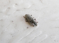 Sitona cylindricollis