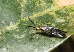 Dictyopsocus pennicornis