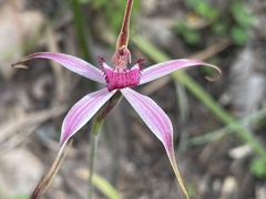 Caladenia gardneri