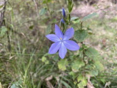 Orthrosanthus polystachyus