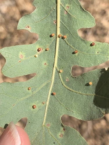 Jumping Gall Wasp photo 6
