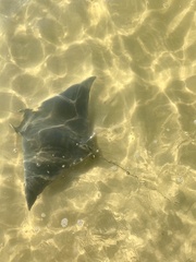 Mobula hypostoma