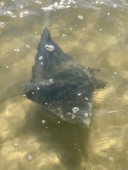 Mobula hypostoma