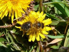 Apis mellifera