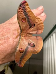 Opodiphthera loranthi