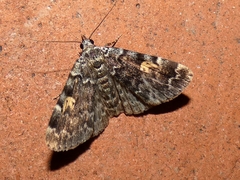 Idia calvaria