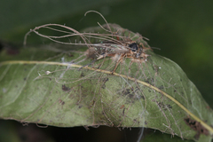 Ophiocordyceps humbertii