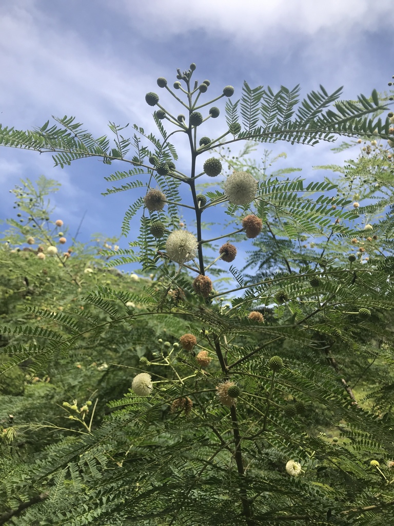 Leucaena leucocephala — an easy houseplant, prefers full sun light