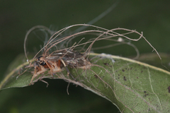 Ophiocordyceps humbertii