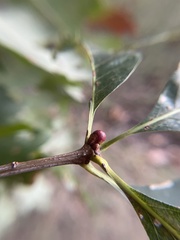 Andricus mamillaformis