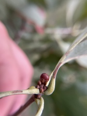 Andricus mamillaformis