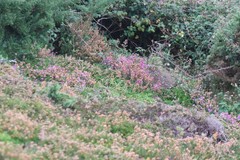 Calluna vulgaris