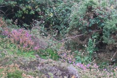 Calluna vulgaris