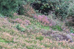 Calluna vulgaris