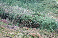 Calluna vulgaris