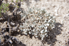 Astragalus calycosus monophyllidius