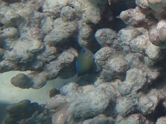 Plectroglyphidodon johnstonianus