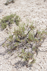 Artemisia pygmaea