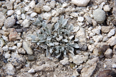 Astragalus calycosus monophyllidius