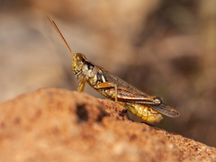 Melanoplus pictus