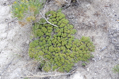 Lepidium nanum