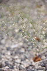 Eriogonum watsonii