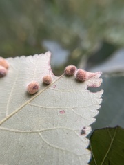 Caryomyia persicoides