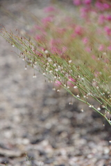 Eriogonum watsonii