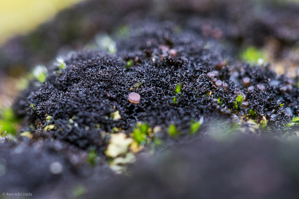 polychidium lichen
