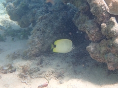 Chaetodon miliaris
