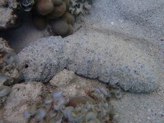 Holothuria whitmaei