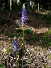 Phyteuma persicifolium