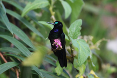 Coeligena helianthea