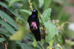 Coeligena helianthea