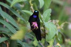 Coeligena helianthea