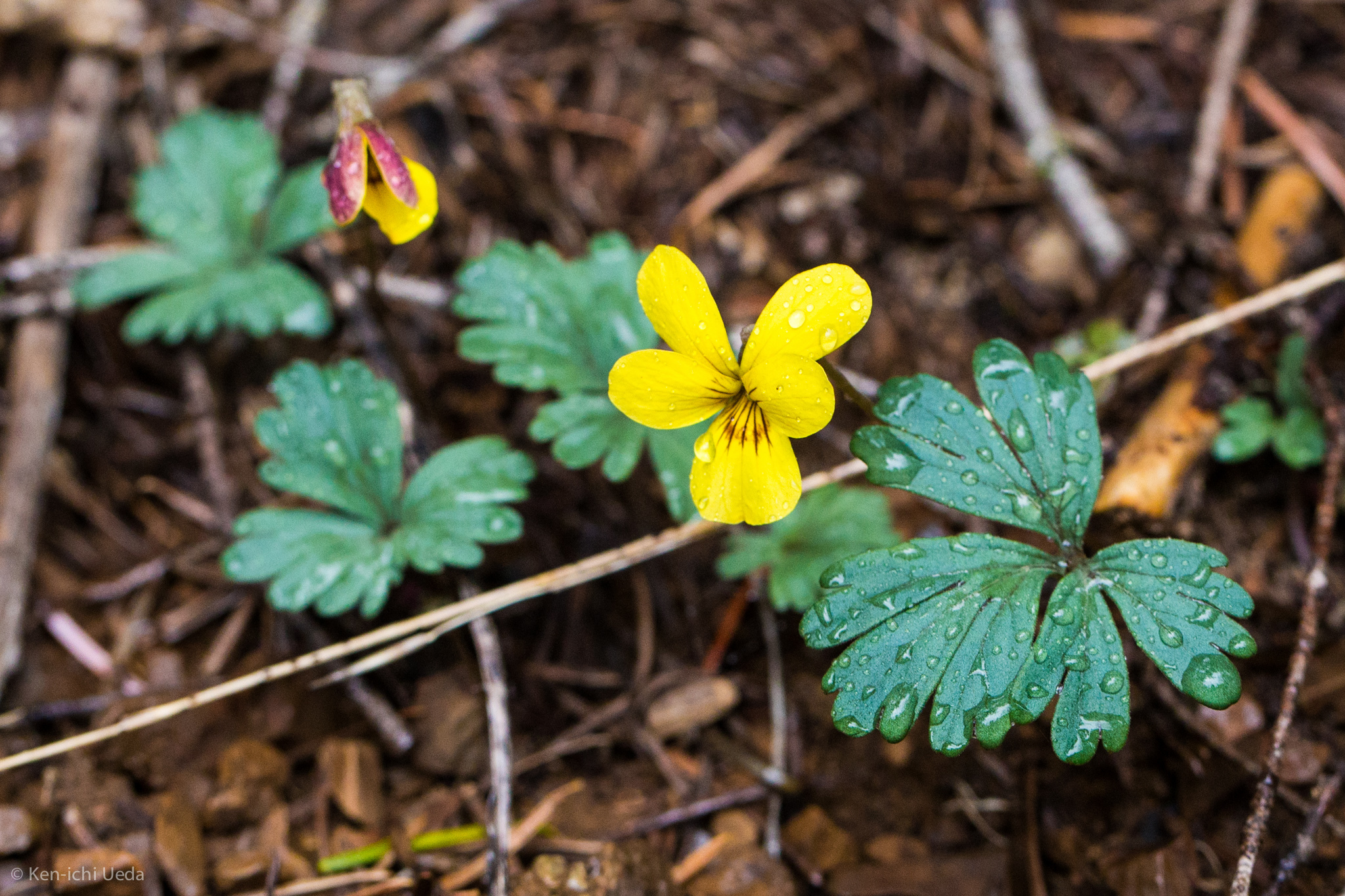 Viola sheltonii