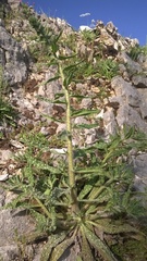 Echium vulgare pustulatum