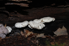 Ossicaulis lignatilis