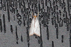 Argyria gonogramma