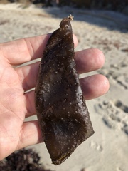 Halosaccion glandiforme