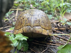Terrapene carolina