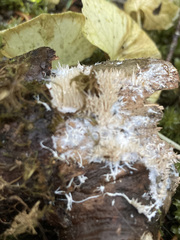 Hydnocristella himantia