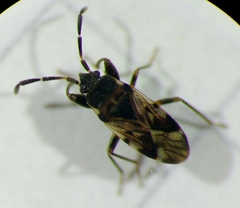 Scolopostethus decoratus