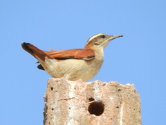 Lesser Hornero photo 5